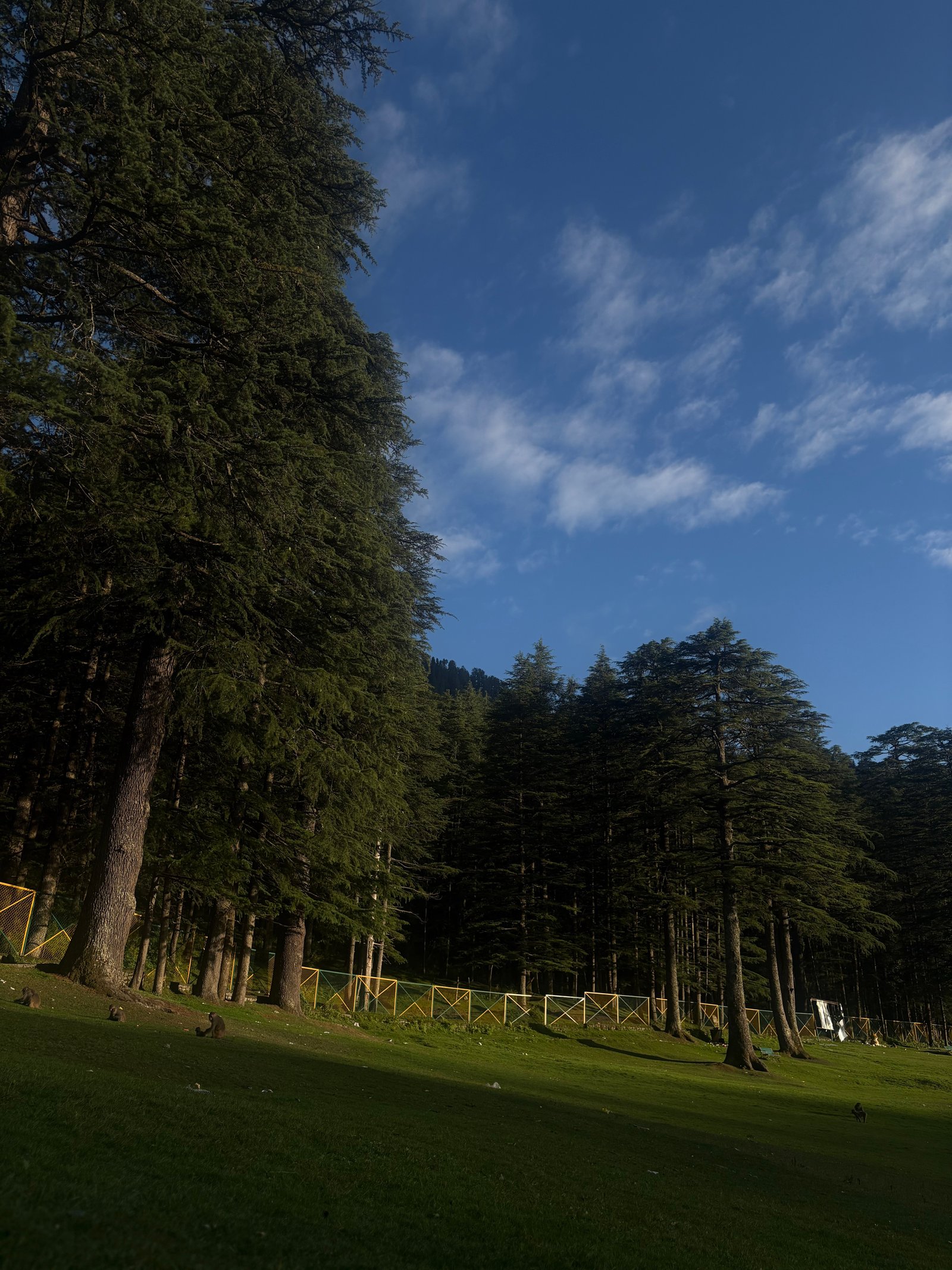 Riverside Pine Forest Camps